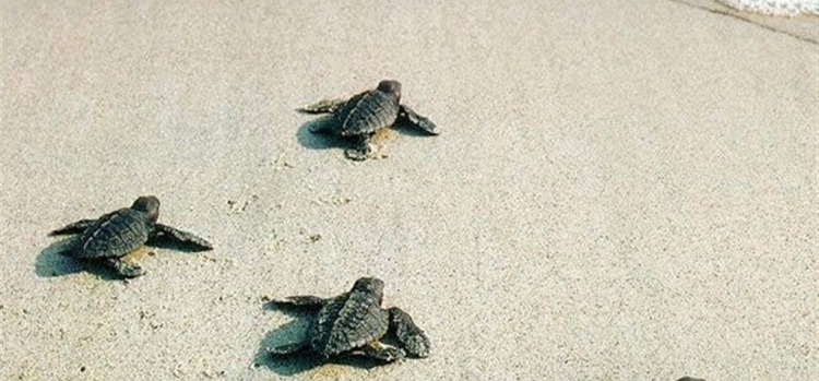 The sea turtle CARETTA - CARETTA